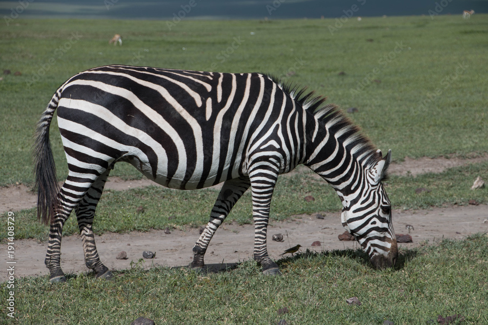 Naklejka premium The Zebras of Ngorongoro, Arusha Tanzania