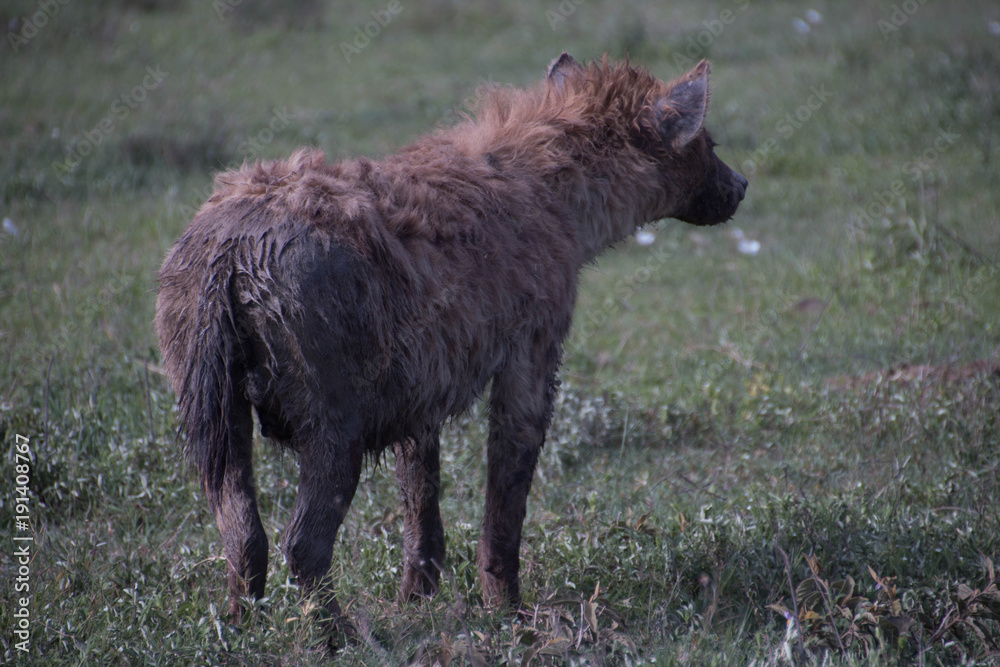 Hyena in Ngorongoro Crater Arusha Tanzania Hyena in Ngorongoro Crater Arusha Tanzania