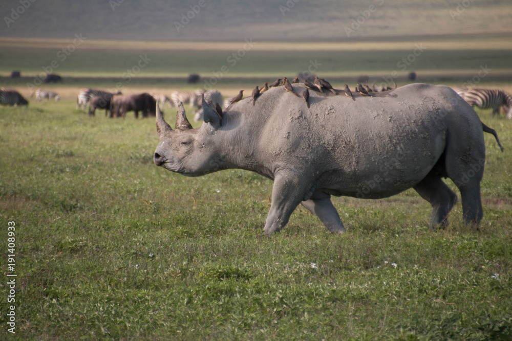 The Rhinos of Ngorongoro Crater Tanzania The Rhinos of Ngorongoro Crater Tanzania