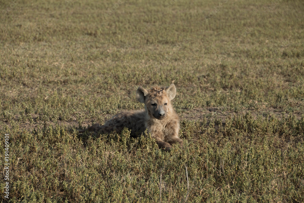 Fotografija Hyena in Ngorongoro Crater Arusha Tanzania