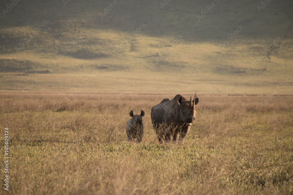 Φωτογραφία The Rhinos of Ngorongoro Crater Tanzania