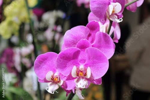 BEAUTIFUL PINK ORCHIDS