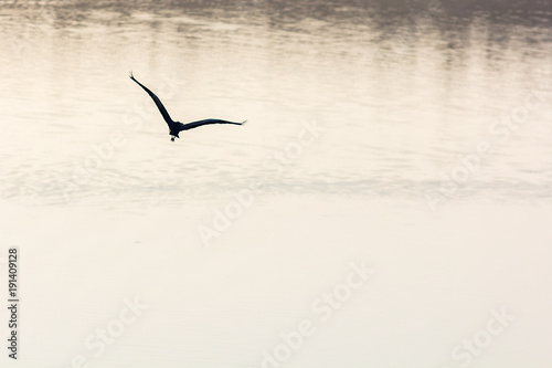 Vogel im Flug über dem See