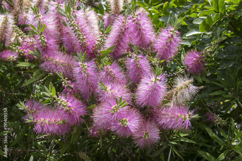 Melaleuca viminalis hot pink in bloom photo