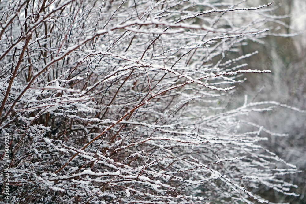 Branch bushes under the snow. Winter background Branch bushes under the snow. Winter background