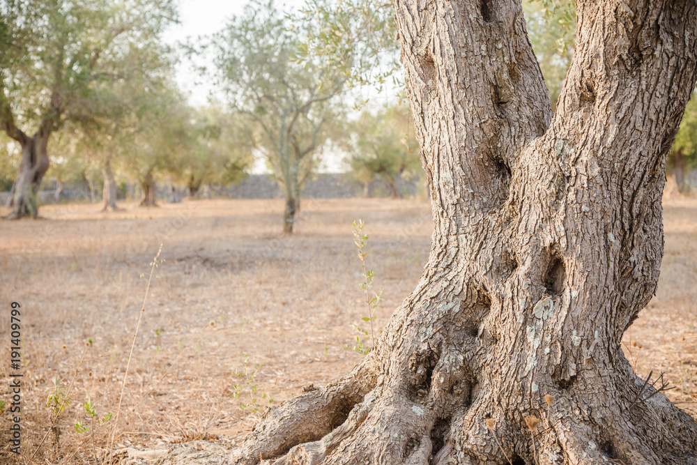 Olive tree in South Italy Olive tree in South Italy