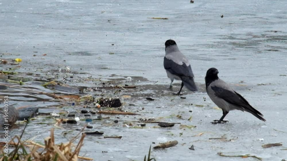 Hooded crow look for food amid rubbish on the ice of a frozen river (Corvus cornix) Hooded crow look for food amid rubbish on the ice of a frozen river (Corvus cornix)