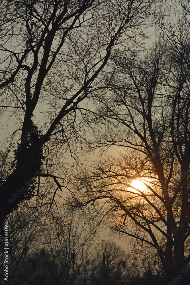 winterabendsonne hinter kahler bäumen