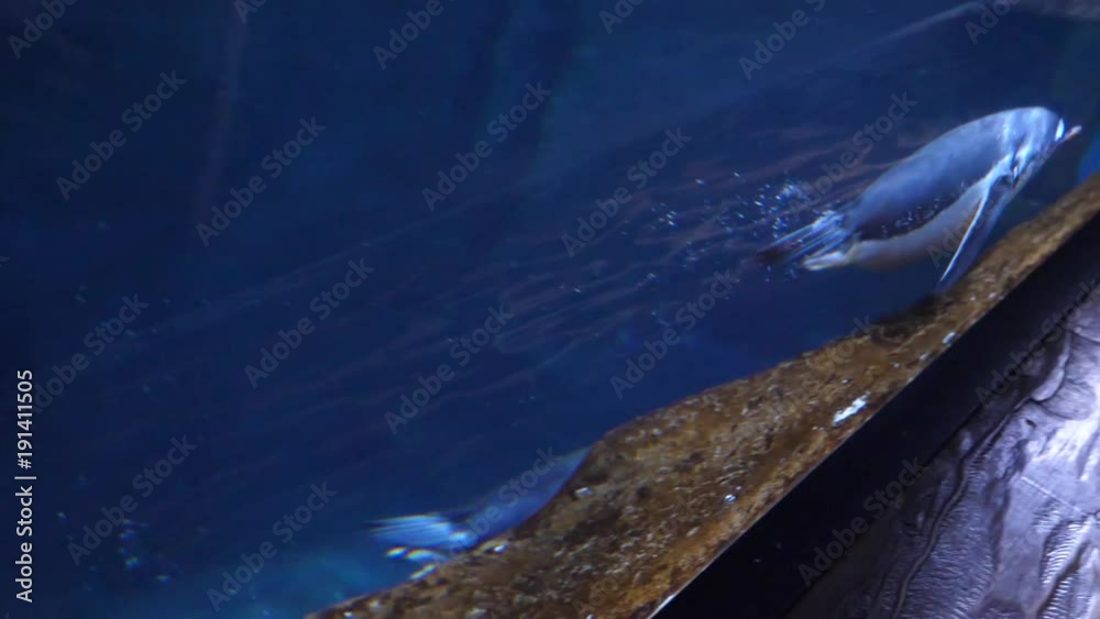 Slow motion of as boy watches Gentoo penguin swimming Slow motion of as boy watches Gentoo penguin swimming