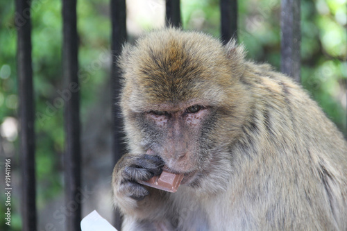 Gibraltar Monkey