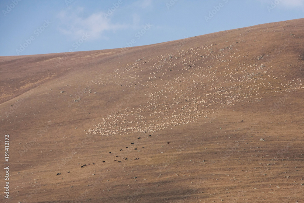 cows and sheeps herd in desert