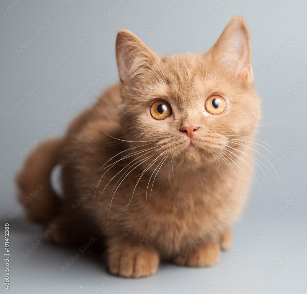 British shorthair cinnamon kitten