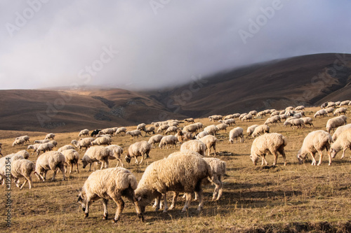 sheeps herd under low cloud