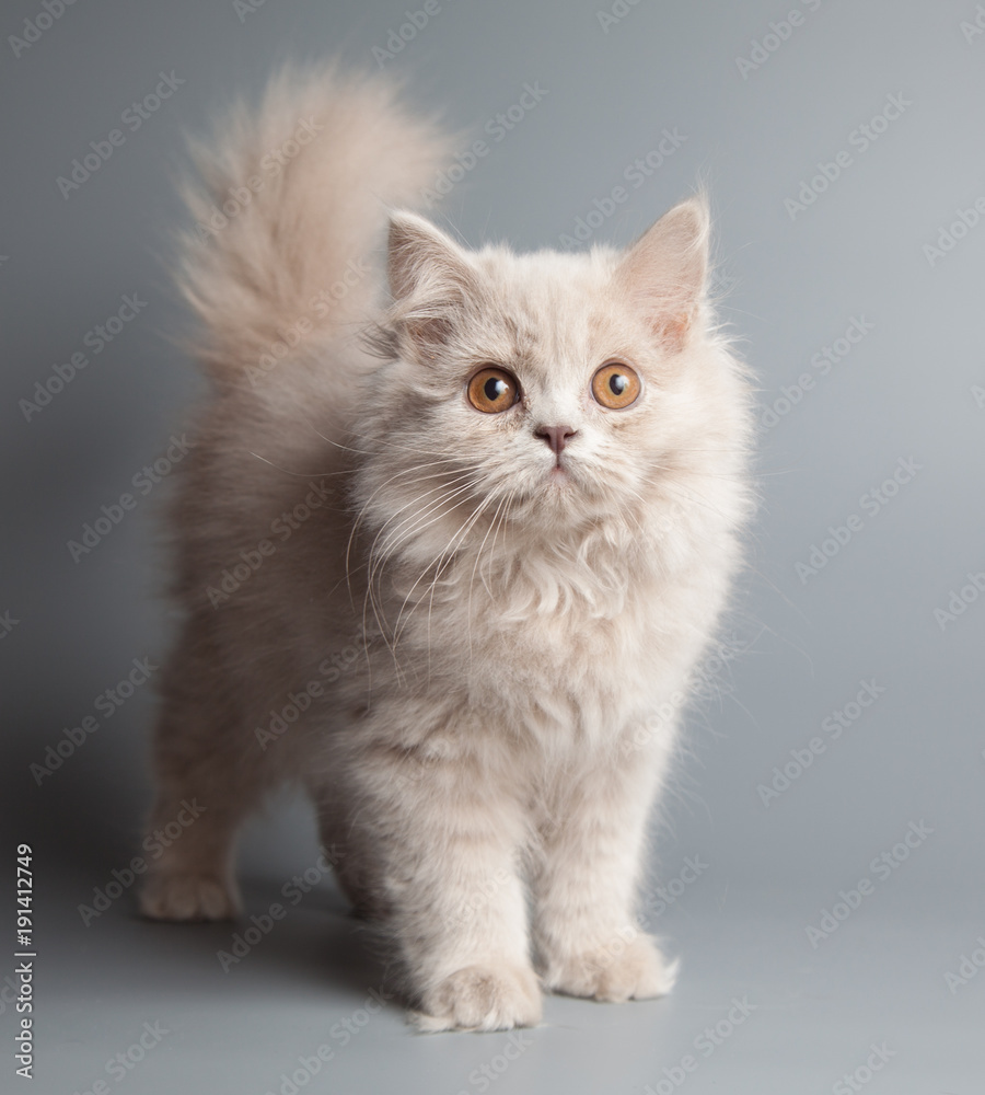 British longhair lilac color kitten