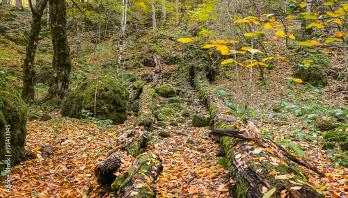 Forest in Yedigoller National Park, Turkey