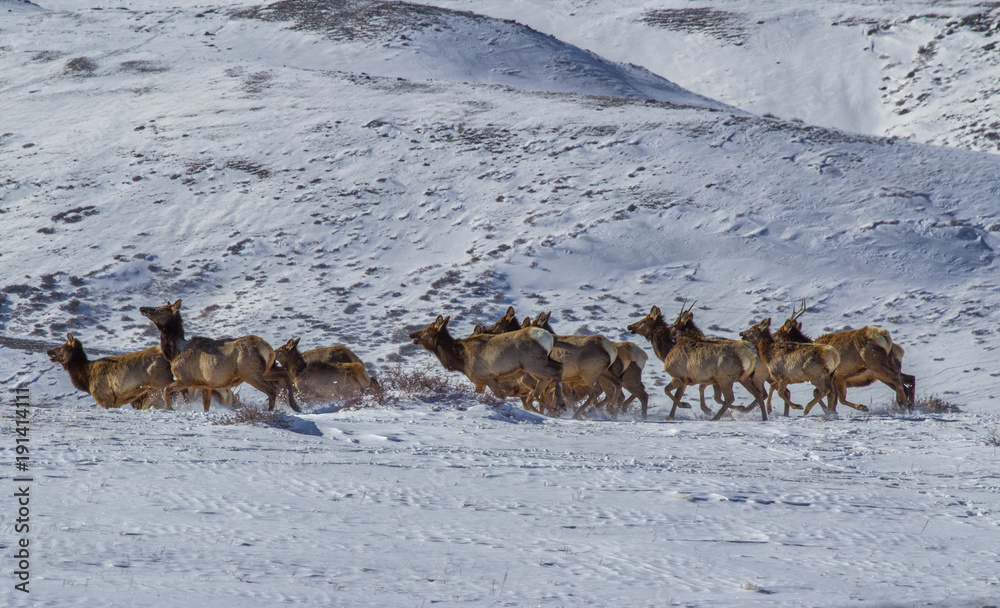 Fototapeta premium Małe stado łosi biegnących przez śnieg w zimowym krajobrazie