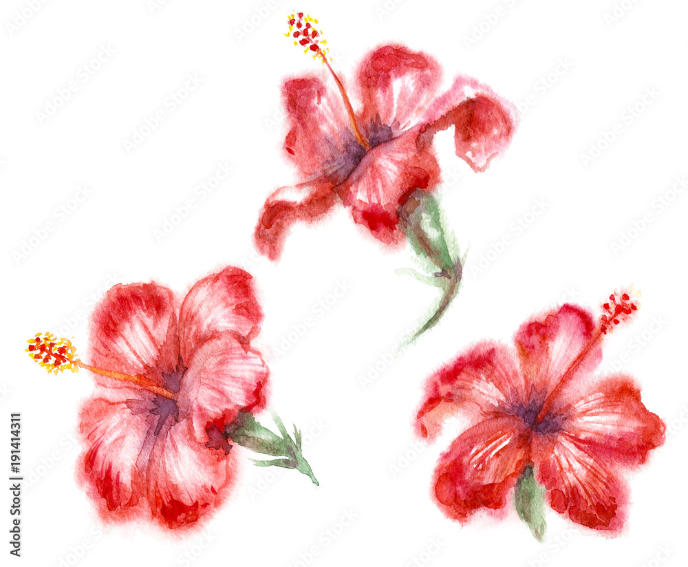 Watercolor Red Hibiscus Flowers Stock Illustration | Adobe Stock