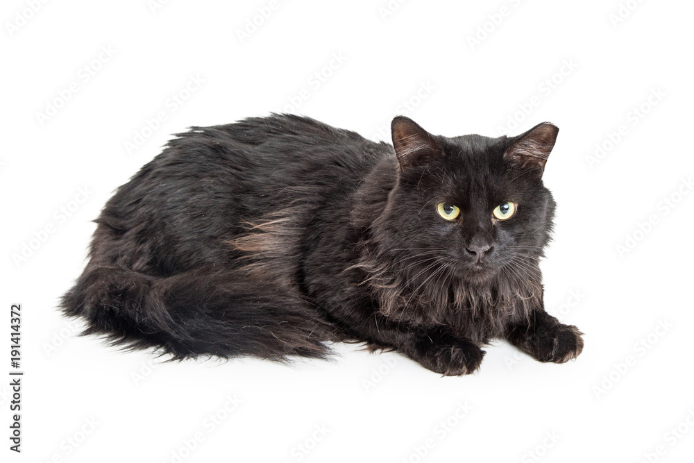 Black Longhair Cat Over White