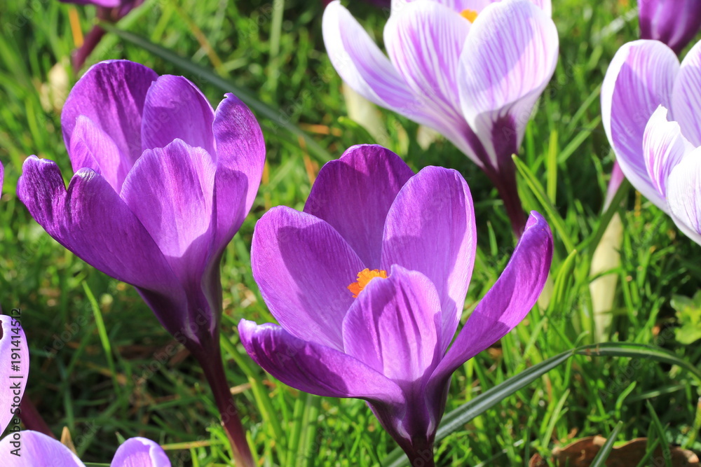 Crocuses on a field