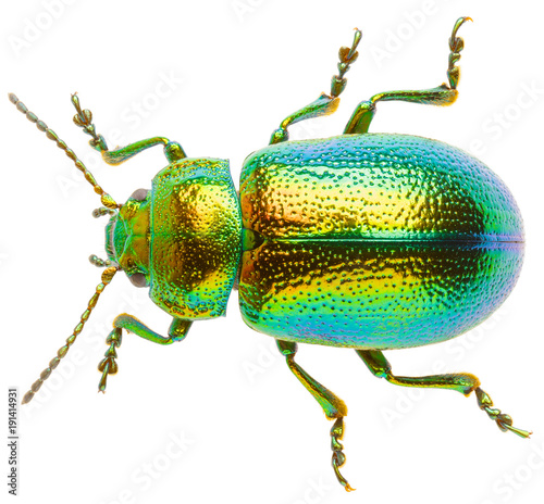 Fototapeta Leaf beetle Chrysolina graminis isolated on white background, dorsal view of beetle