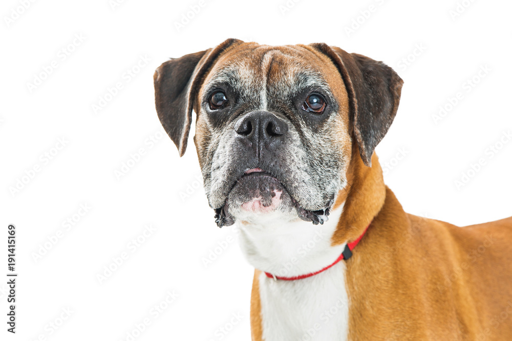 Closeup Boxer Mixed Breed Dog With Copyspace