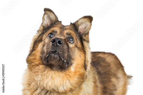 Closeup Chow Mixed Breed Dog photo