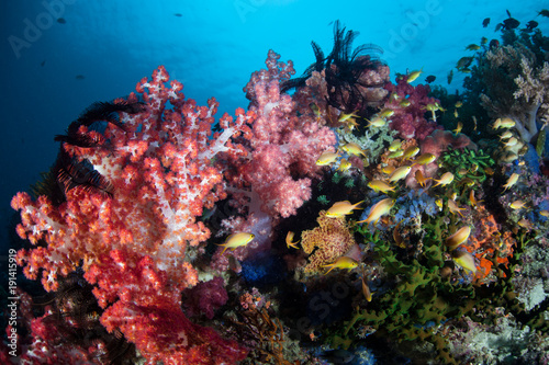 Fototapeta Naklejka Na Ścianę i Meble -  Vibrant Coral Reef in the Philippines Near Cabilao Island