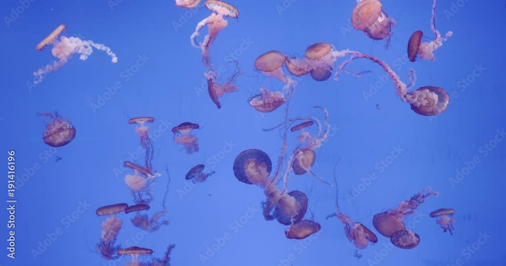 Portrait of gorgeous Jellyfish swimming together. Portrait of gorgeous Jellyfish swimming together.