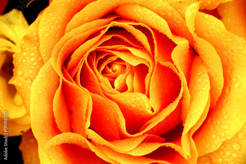 Big orange rose