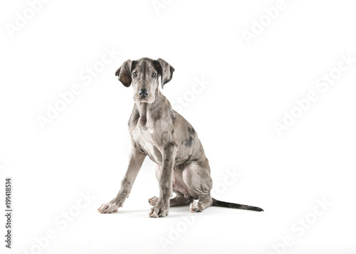 Obraz na płótnie Merle great dane puppy