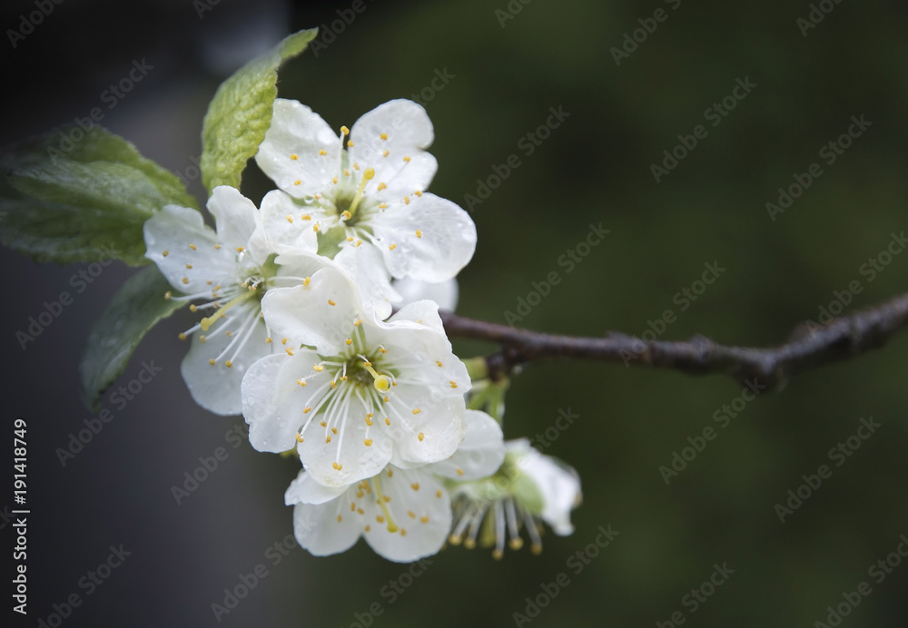 Apple blossom on a twig selective focus Apple blossom on a twig selective focus