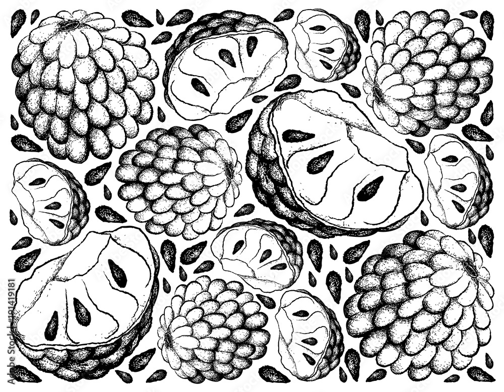Hand Drawn Background of Ripe Custard Apple Hand Drawn Background of Ripe Custard Apple