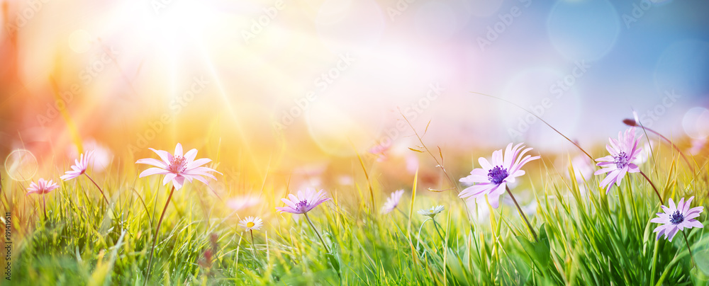 Daisies On Field - Abstract Spring Landscape 
