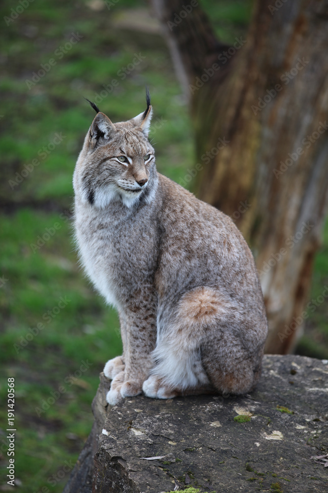 Eurasian Lynx (Lynx lynx) on a stone