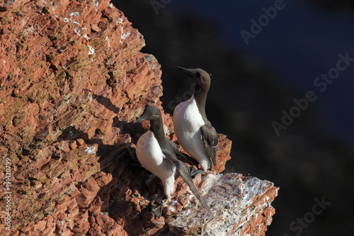 Common murre or common guillemot (Uria aalge) on the island of Heligoland, Germany photo