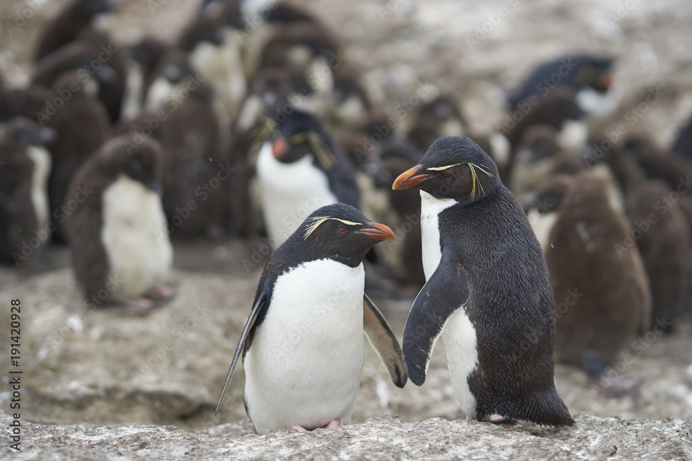 Naklejka premium Rockhopper Penguin chicks (Eudyptes chrysocome) huddle together in a creche on Bleaker Island in the Falkland Islands whilst most adults are away at sea feeding. A few adults remain to keep order.