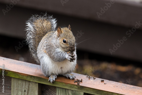 Grey Squirrel eating on Fence