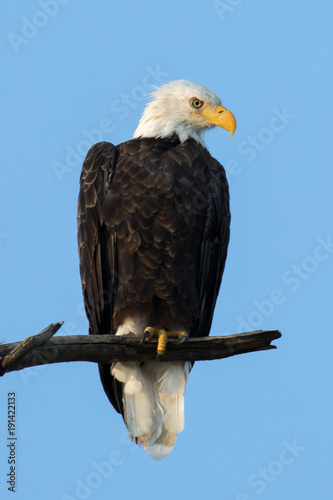 Majestic Perched Bald Eagle © Glenn
