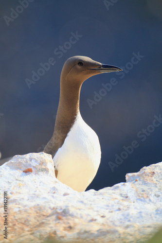 Common murre or common guillemot (Uria aalge) on the island of Heligoland, Germany photo