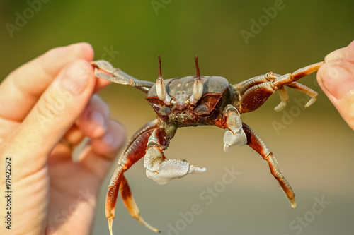 Small crab held in human hand