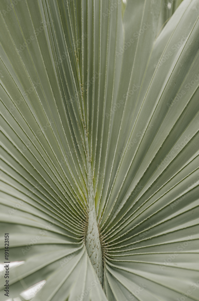 Obraz premium leaf of the palma (closeup)