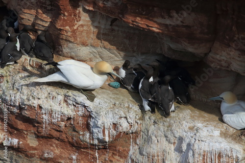 Common murre or common guillemot (Uria aalge) on the island of Heligoland, Germany photo