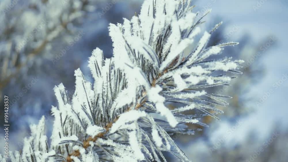 Grass branches frozen in the ice. Frozen grass branch in winter. Branch covered with snow Grass branches frozen in the ice. Frozen grass branch in winter. Branch covered with snow