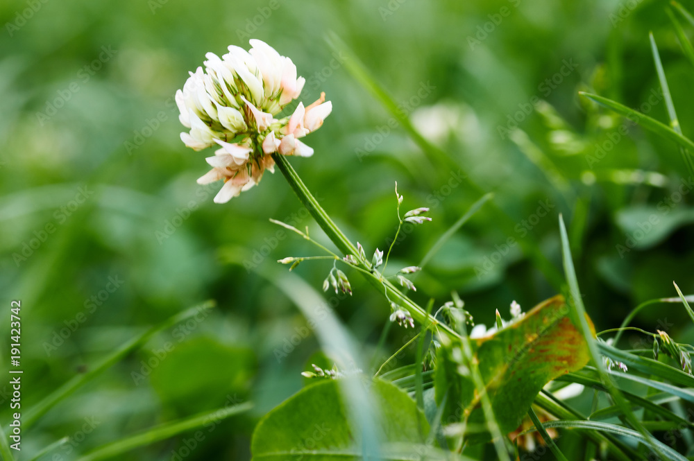 Wild grass flowers/Close up of white clover flower blooming on green background.A selective focus picture of grass flower with insect and natural green blurred background Wild grass flowers/Close up of white clover flower blooming on green background.A selective focus picture of grass flower with insect and natural green blurred background