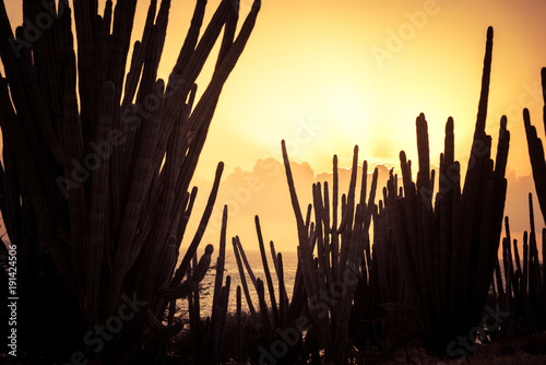Cactus at sunset light in Aruba. Arid landscape.