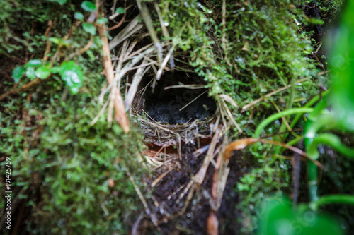 Wild bird nest and brood hiding in tree trunk