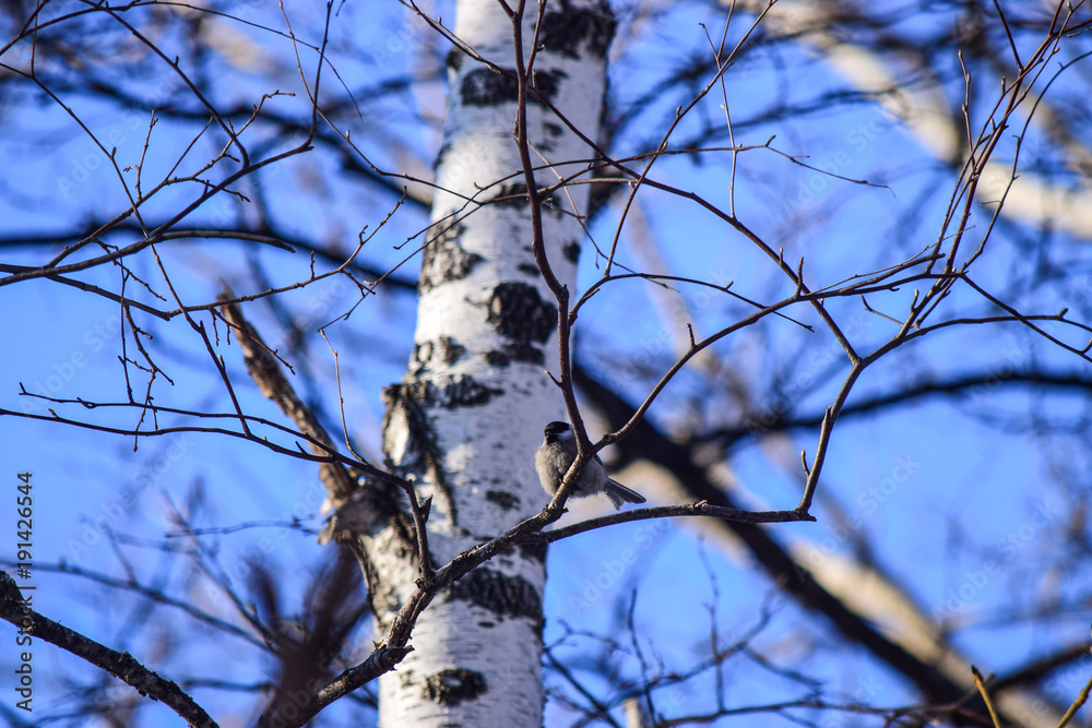 a little bird pecks sunflower seeds in the winter a little bird pecks sunflower seeds in the winter