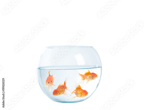 Foto Gold fish with fishbowl on the white background