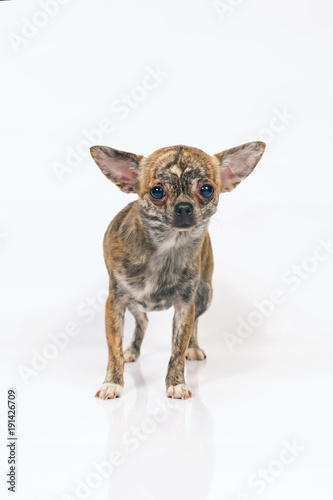 Short-haired brindle Chihuahua dog staying indoors on a white background