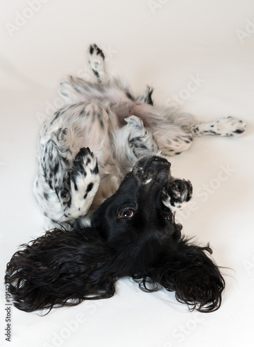 Beautiful female spaniel is funny on its back on white background photo